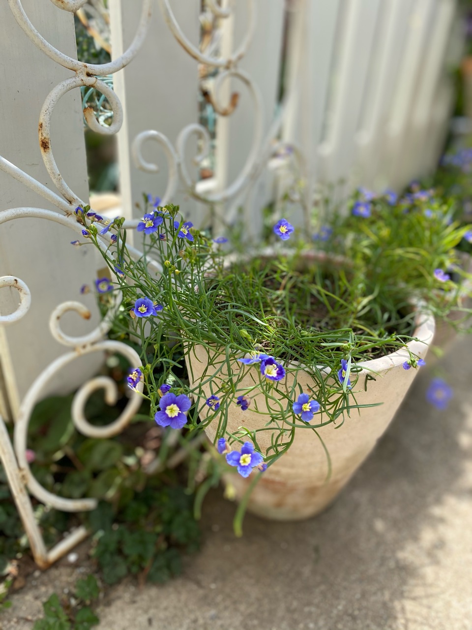 綺麗な青い花 フィレオフィラ モモイロタンポポが のばらのガーデニングブログ Hana And Rose Garden Powered By ライブドアブログ