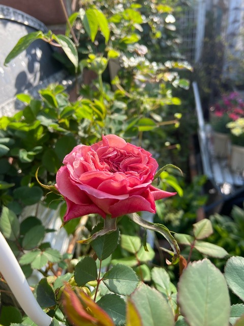 薔薇の下 薔薇の花の下 (幻冬舎文庫 い 7-17) | 狗飼 恭子 |本 | 通販