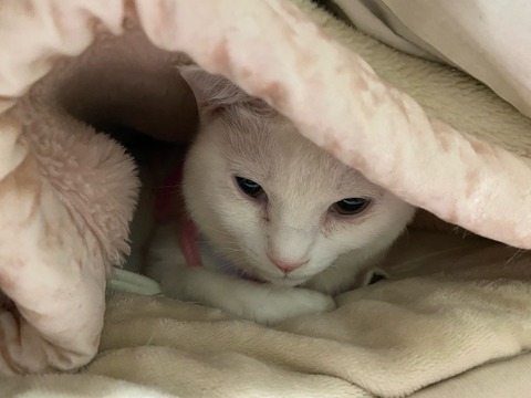 IMG_9242