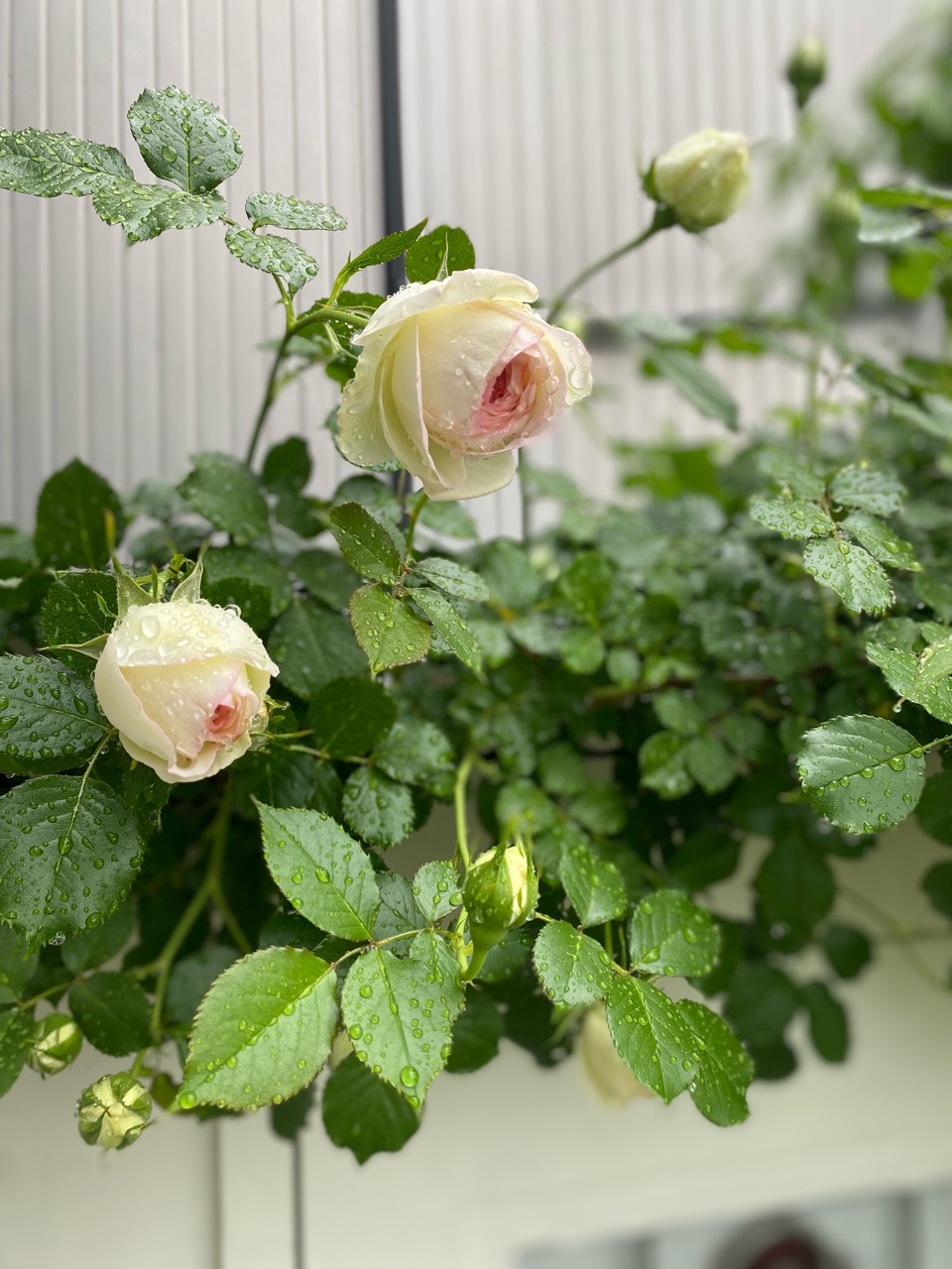 待ちに待った小屋のつるバラ ブランピエールドゥロンサール 日陰で植物を咲かせる作戦 のばらのガーデニングブログ Hana And Rose Garden Powered By ライブドアブログ