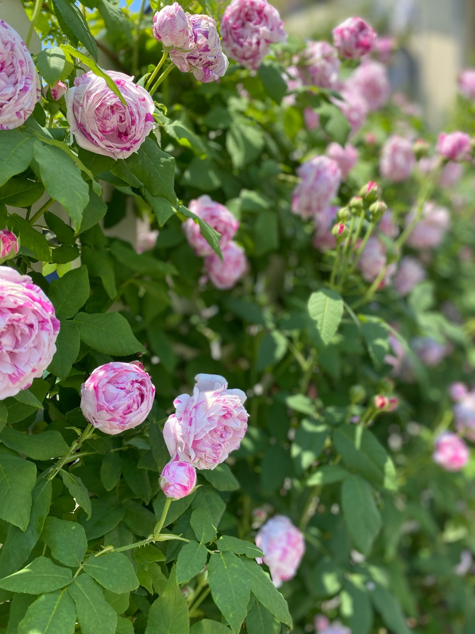 バラ】ロココ＆ボローニャ満開！そして次のバラが咲き始めました