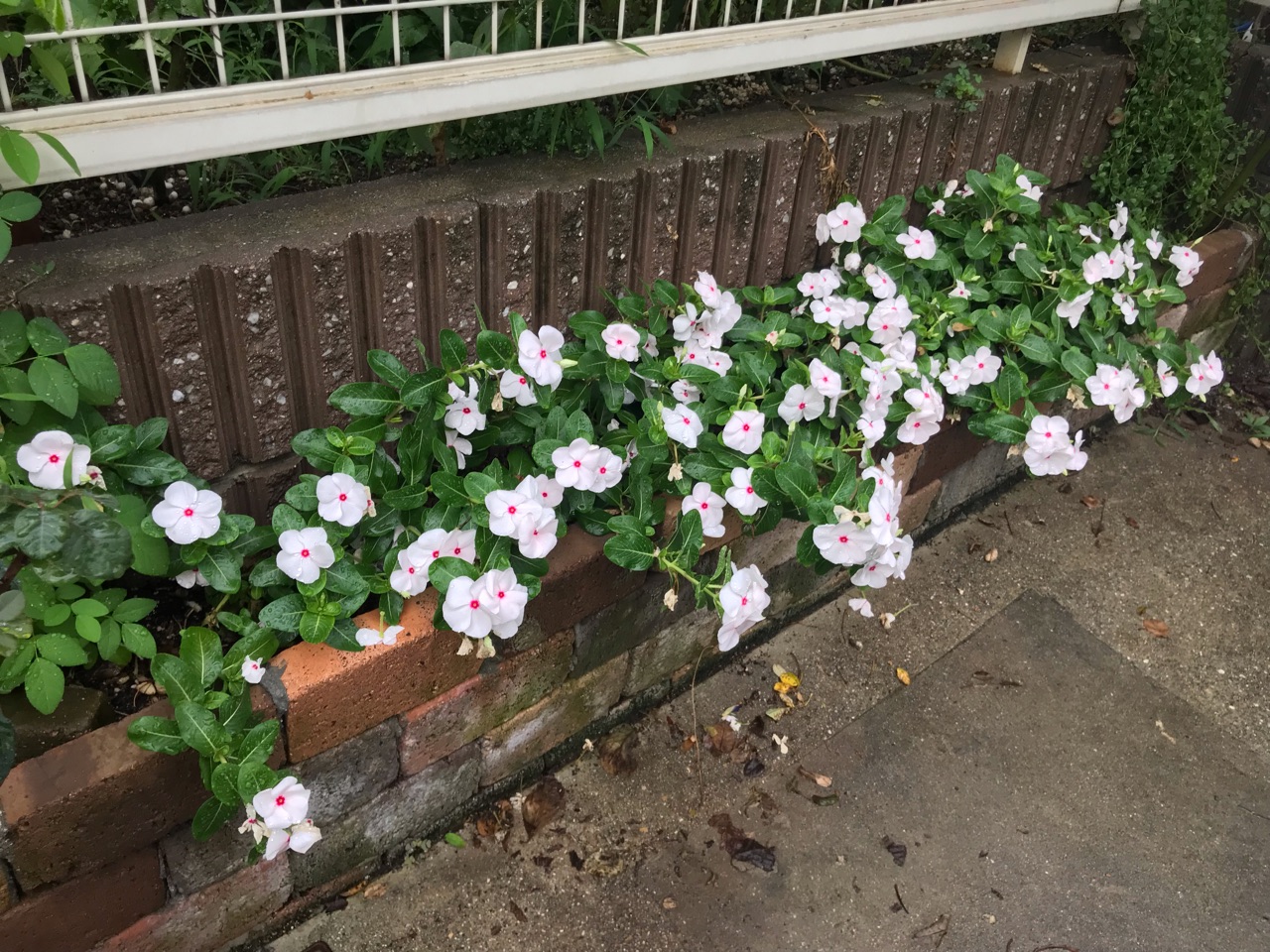 大雨の日の花 ニチニチソウの花壇とバラ のばらのガーデニングブログ Hana And Rose Garden Powered By ライブドアブログ