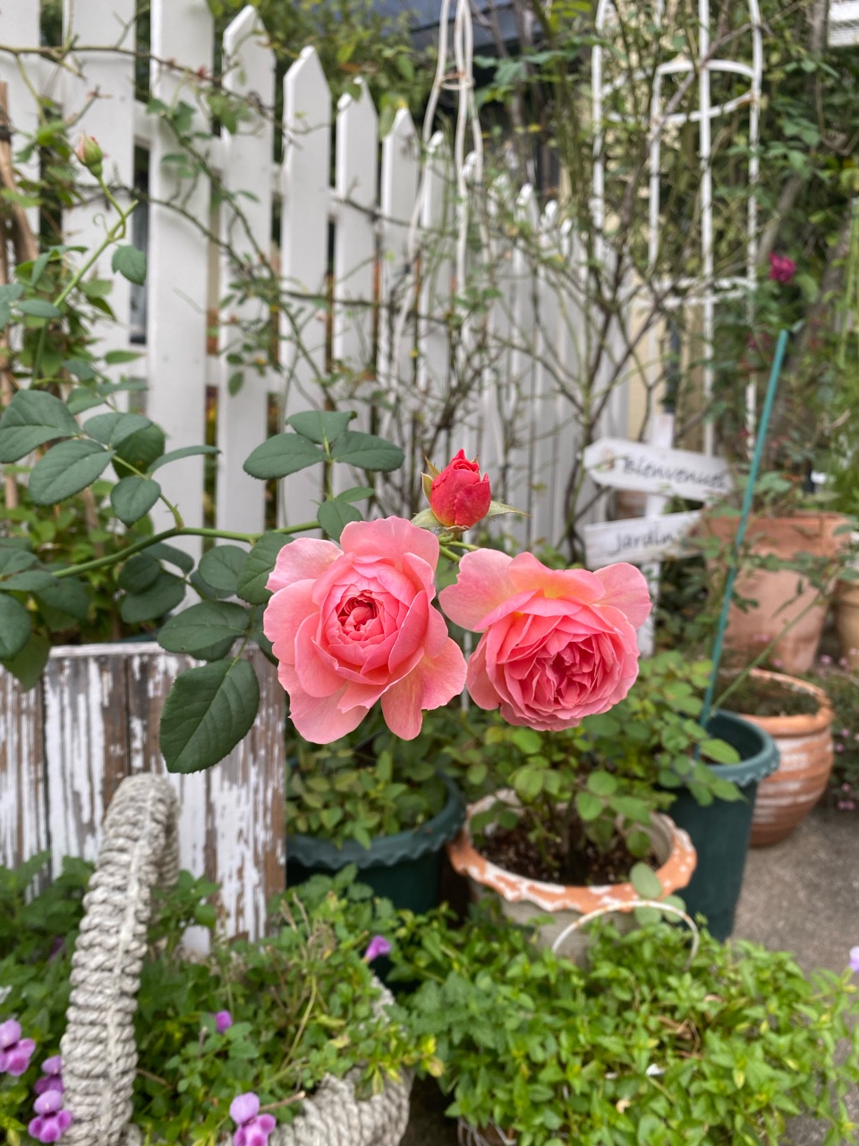 かおりかざりが華やかに咲いています トレニア切り戻し後 のばらのガーデニングブログ Hana And Rose Garden Powered By ライブドアブログ