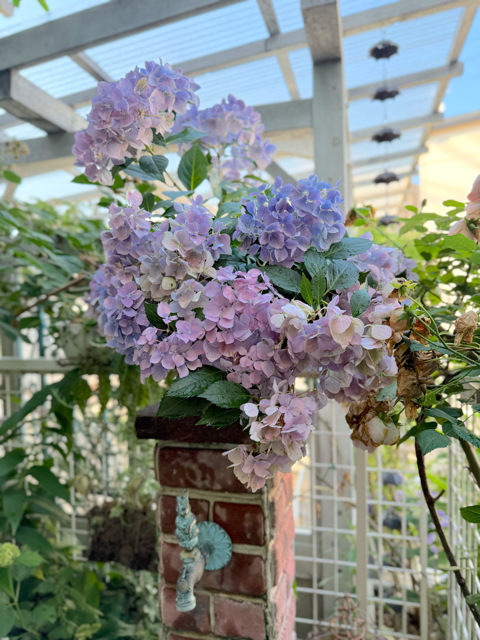 ジャンピング猫紫陽花4/19まで ☆ちりめん・水引・ジャンピング猫・宝来鈴・ミニチュア・着物・吊るし