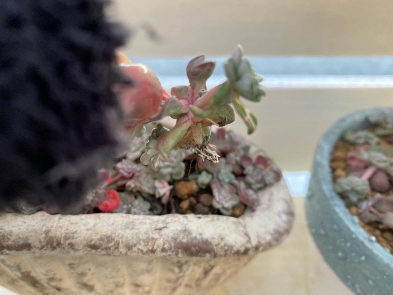 1ポットを2鉢に。。。白雪ミセバヤ発根 : のばらのガーデニングブログ