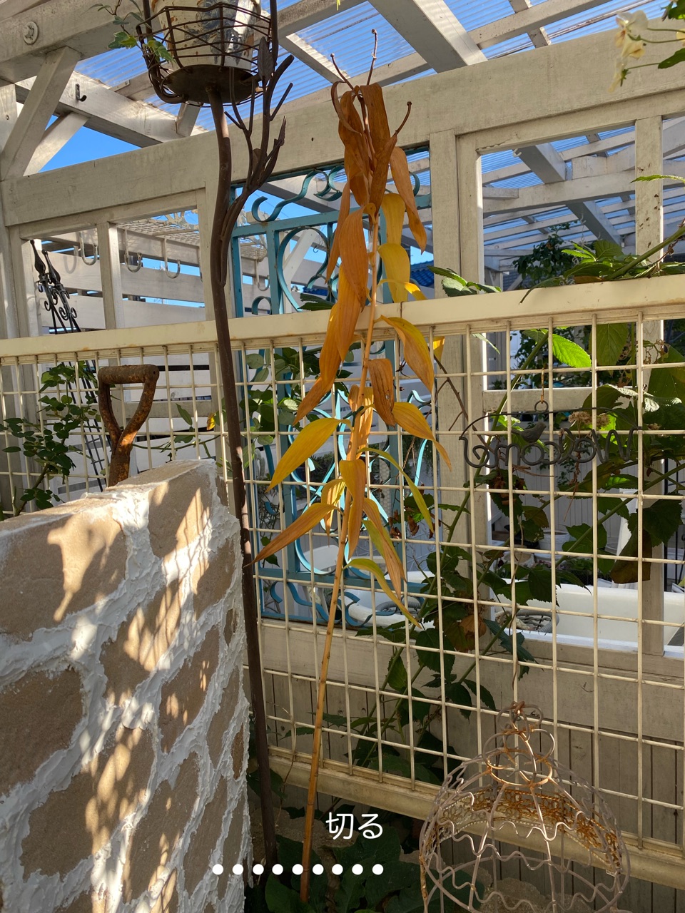 ユリの花後の処理と管理 使い方間違ってるよ のばらのガーデニングブログ Hana And Rose Garden Powered By ライブドアブログ