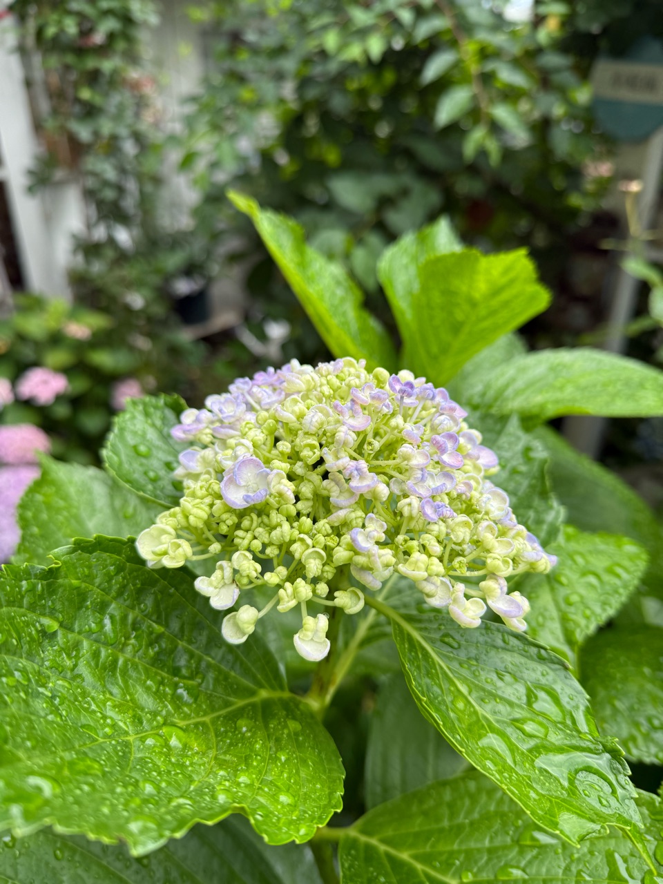びっくりするくらい紫陽花の色が変わりました : のばらのガーデニング