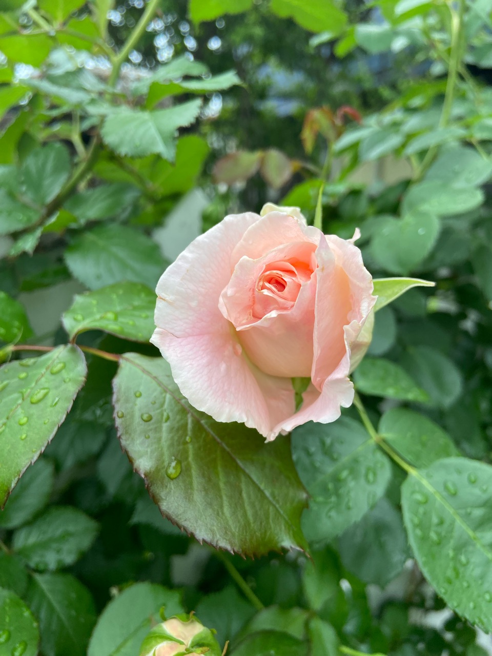 薔薇のツボミが一斉に膨らみ始めました : のばらのガーデニングブログ