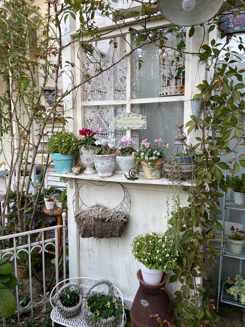 geardsae - blog Images High Quality Grahic *エキザカムの花期の長さ2周り大きくなってまだ咲き続けています|傷パワーパッドの素晴らしさ : のばらのガーデニングブログ Hana and ...