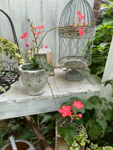 無農薬(ᵔᴥᵔ)♡♡挿し穂♡可愛いお庭♡ガーデニング♡ 秋の小庭に華やかな朱色の花とポイポイポイとしただけのセダムの勢い