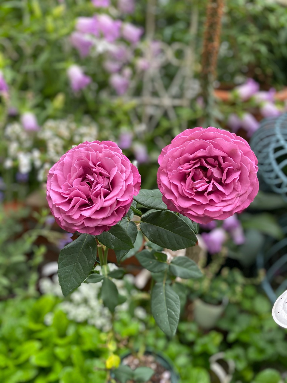 切花の挿木を鉢増し バラ 寝方w のばらのガーデニングブログ Hana And Rose Garden Powered By ライブドアブログ 切花の挿木を鉢増し バラ 寝方w のばらのガーデニングブログ Hana And Rose Garden Powered By ライブドアブログ