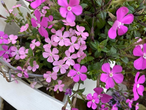スモークツリーの綺麗な葉と紫陽花の目覚め｜3回目ワクチン発熱 : の