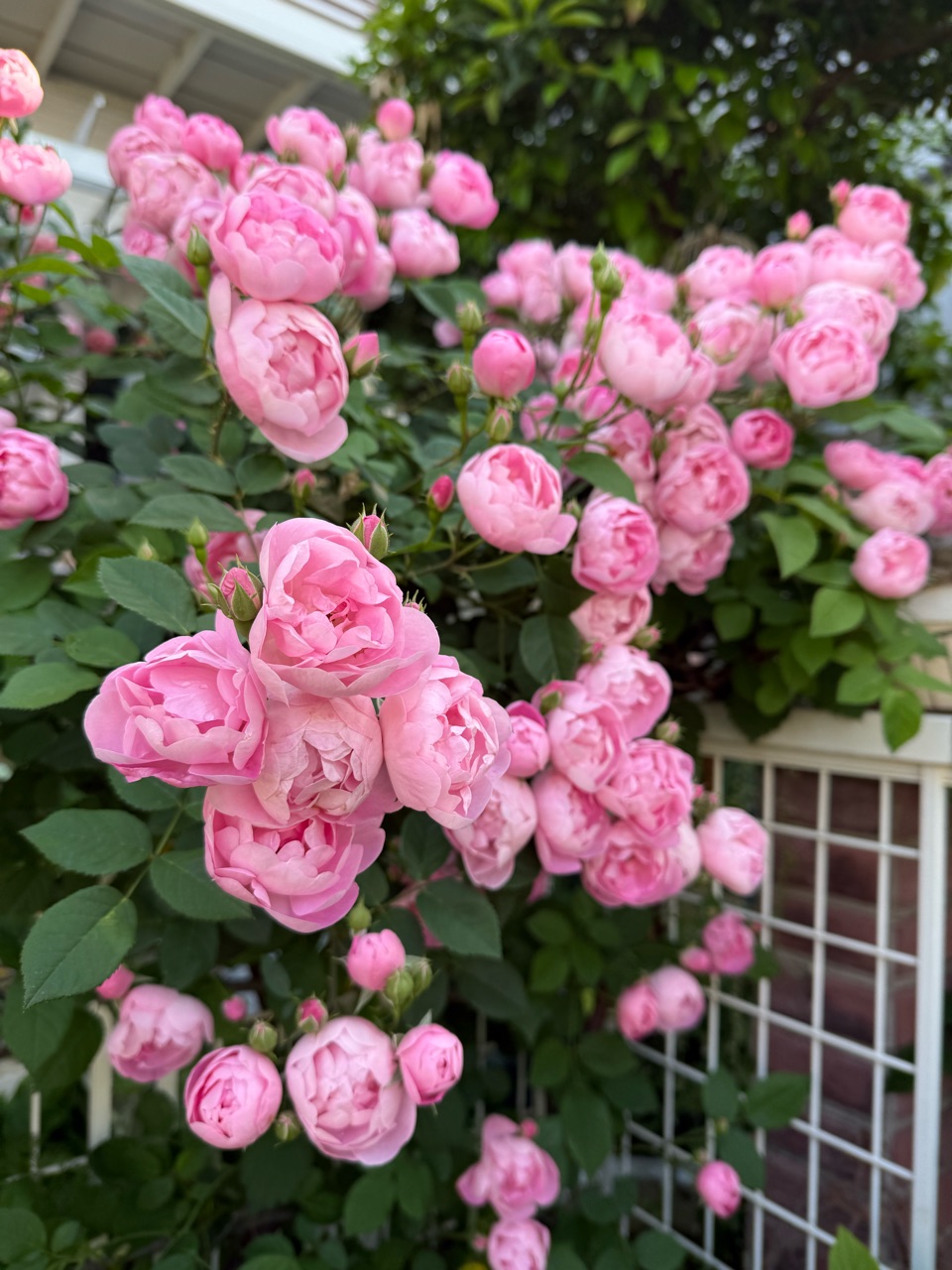 みんなが花柄摘みやお掃除を手伝ってくれる（ ᵕｪᵕ̩̩ ）♡︎｜ローブ