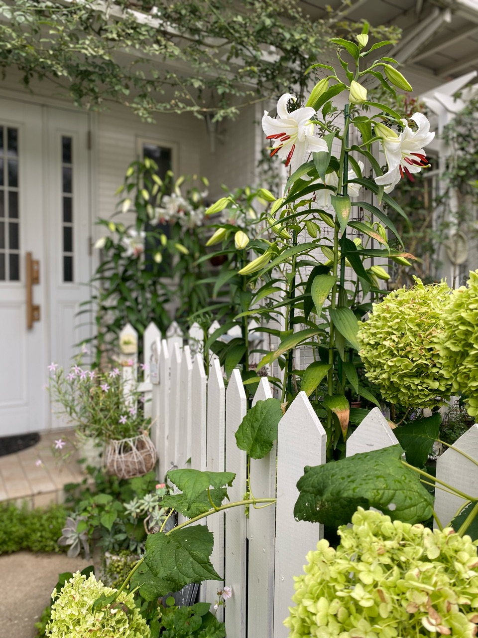 カサブランカの庭｜あたちが一番にゃす : のばらのガーデニングブログ