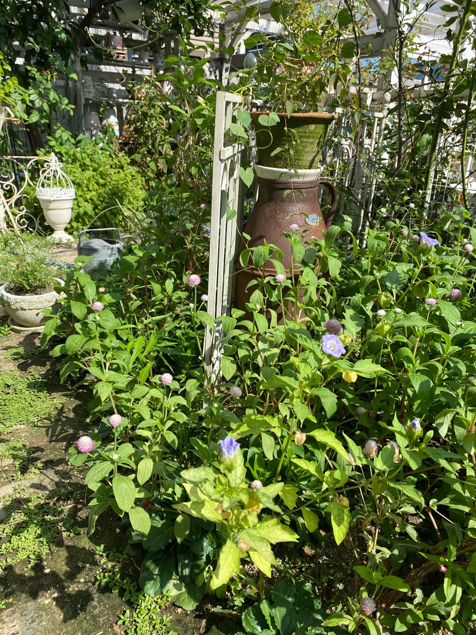 黒ほおずき ニカンドラ の花と実 のばらのガーデニングブログ Hana And Rose Garden Powered By ライブドアブログ