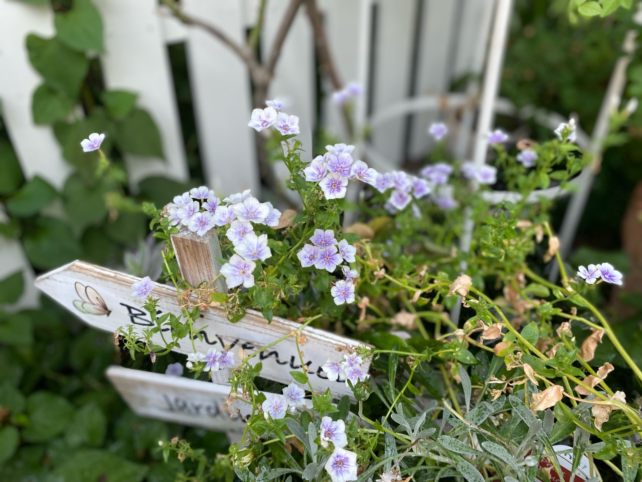 優しく咲く淡い色の花…レイニーブルーとエキナセア : のばらの
