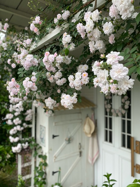 6月の花たち：クレマチス、スイートピー | Veranda gurashi