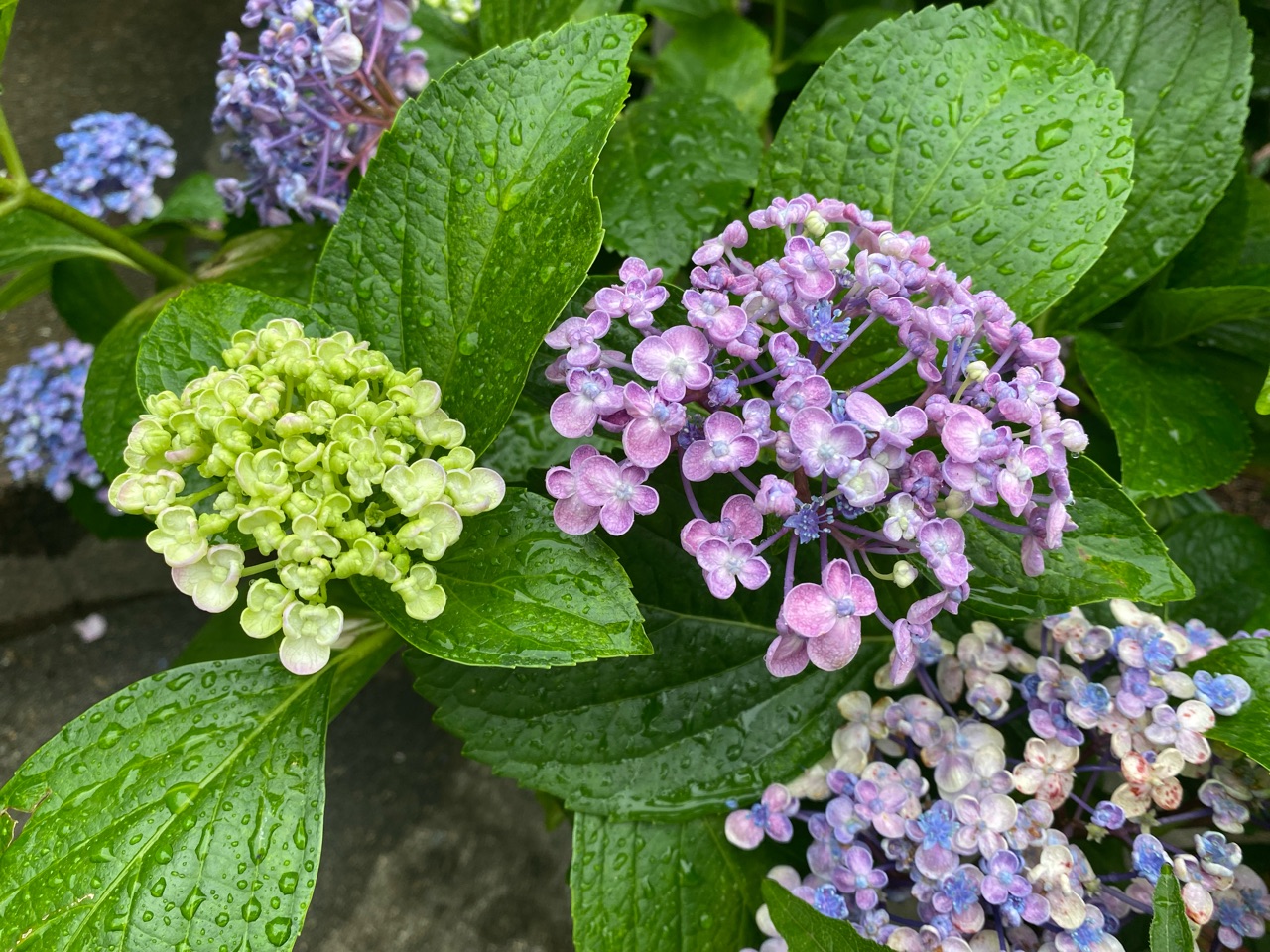 ちょっと変わった花弁の おたふく紫陽花 ブラックベリーが色づいてきました のばらのガーデニングブログ Hana And Rose Garden Powered By ライブドアブログ