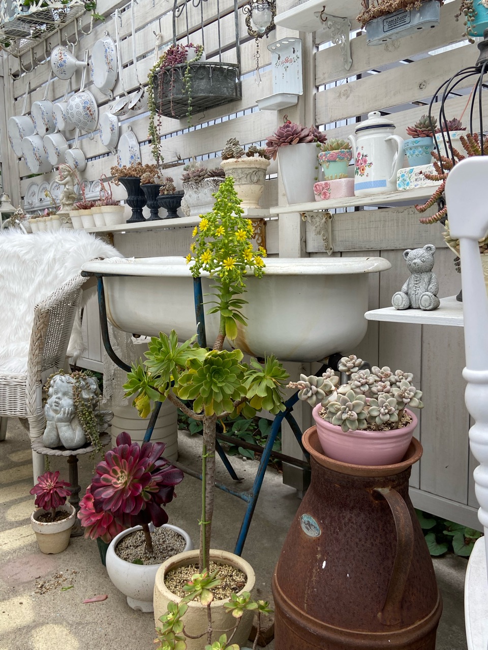おおおお!(◎_◎;)アエオニウム、ピラミッド型の花 : のばらの おおおお!(◎_◎;)アエオニウム、ピラミッド型の花 : のばらの