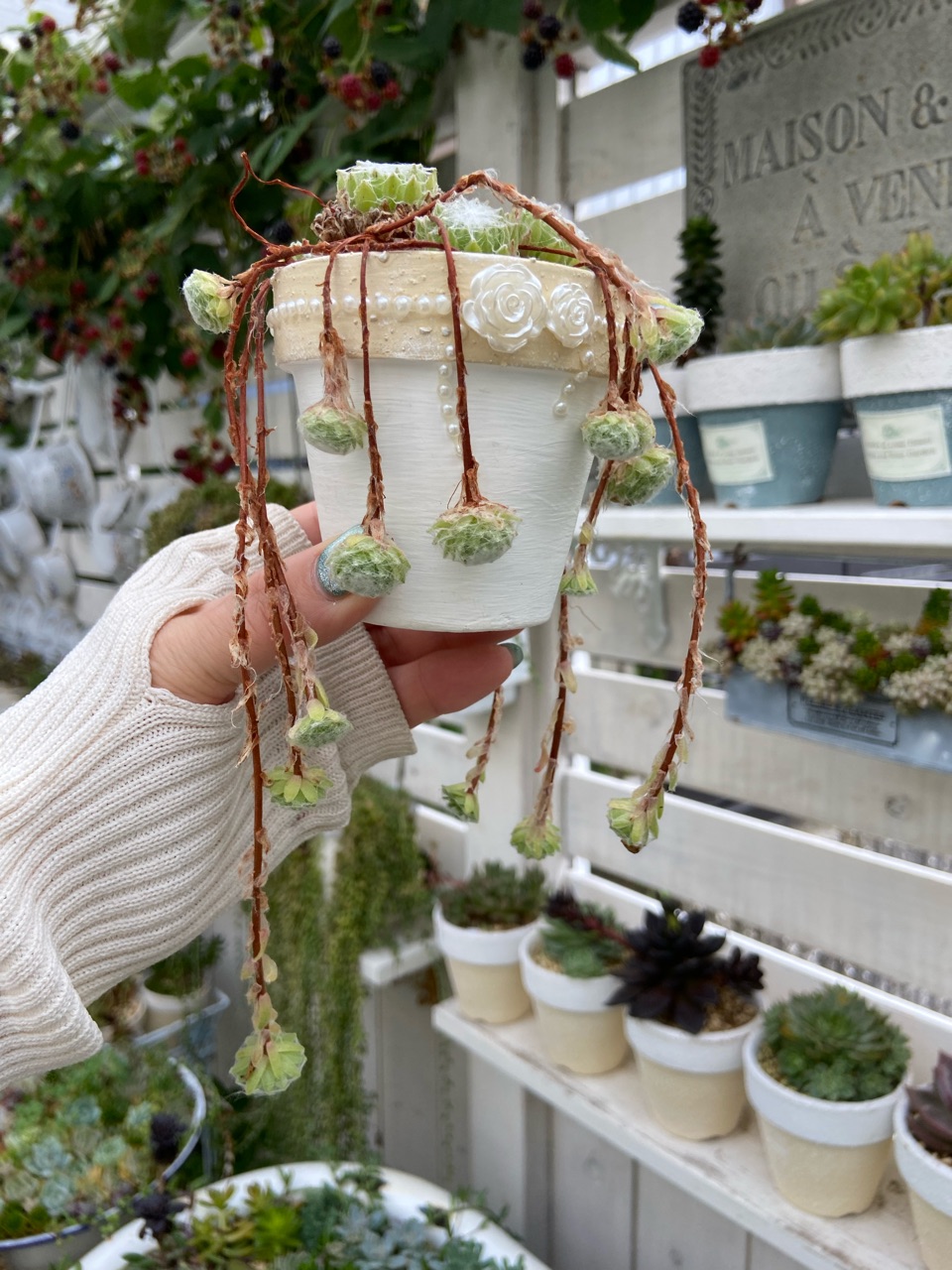 小さな白いカゴの寄せ植え＆なんか…好きな多肉 : のばらのガーデニング