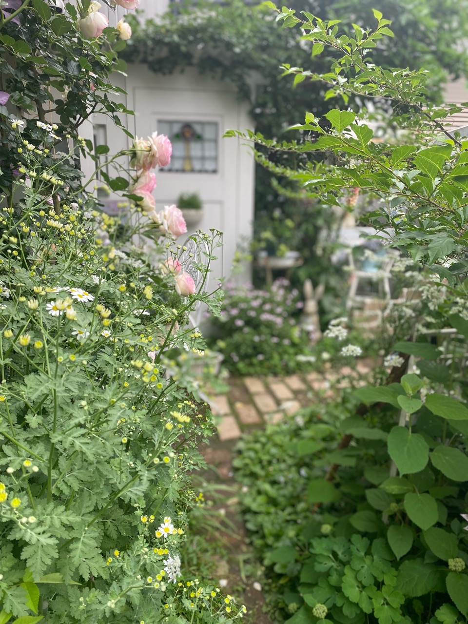 初夏の小庭に静かに咲くバラとクレマチスと草花と のばらのガーデニングブログ Hana And Rose Garden Powered By ライブドアブログ