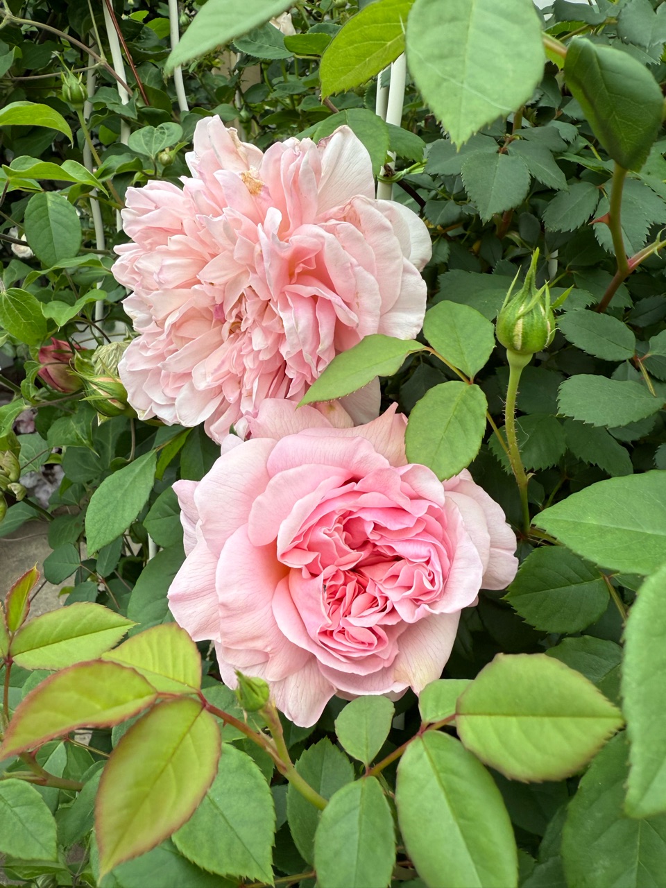 只今10種類のバラが開花宣言しました！ : のばらのガーデニング
