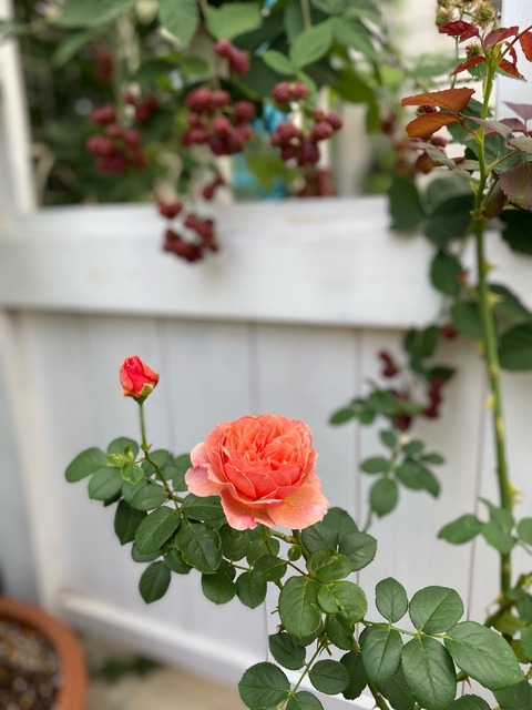 d7cd5891-s.jpg