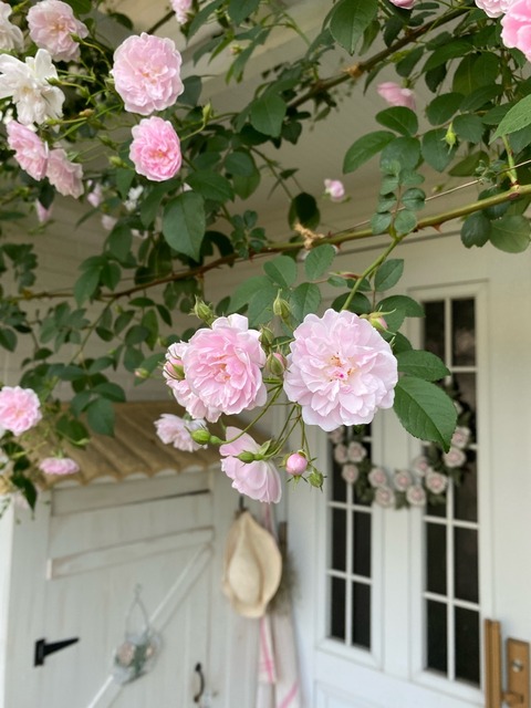 バラ】憧れのランブラーローズ〝ポールズヒマラヤンムスク〟小さな庭