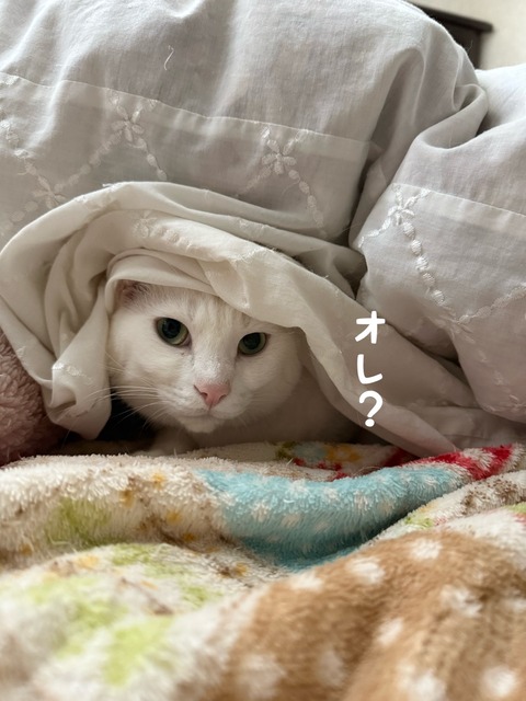 IMG_6922