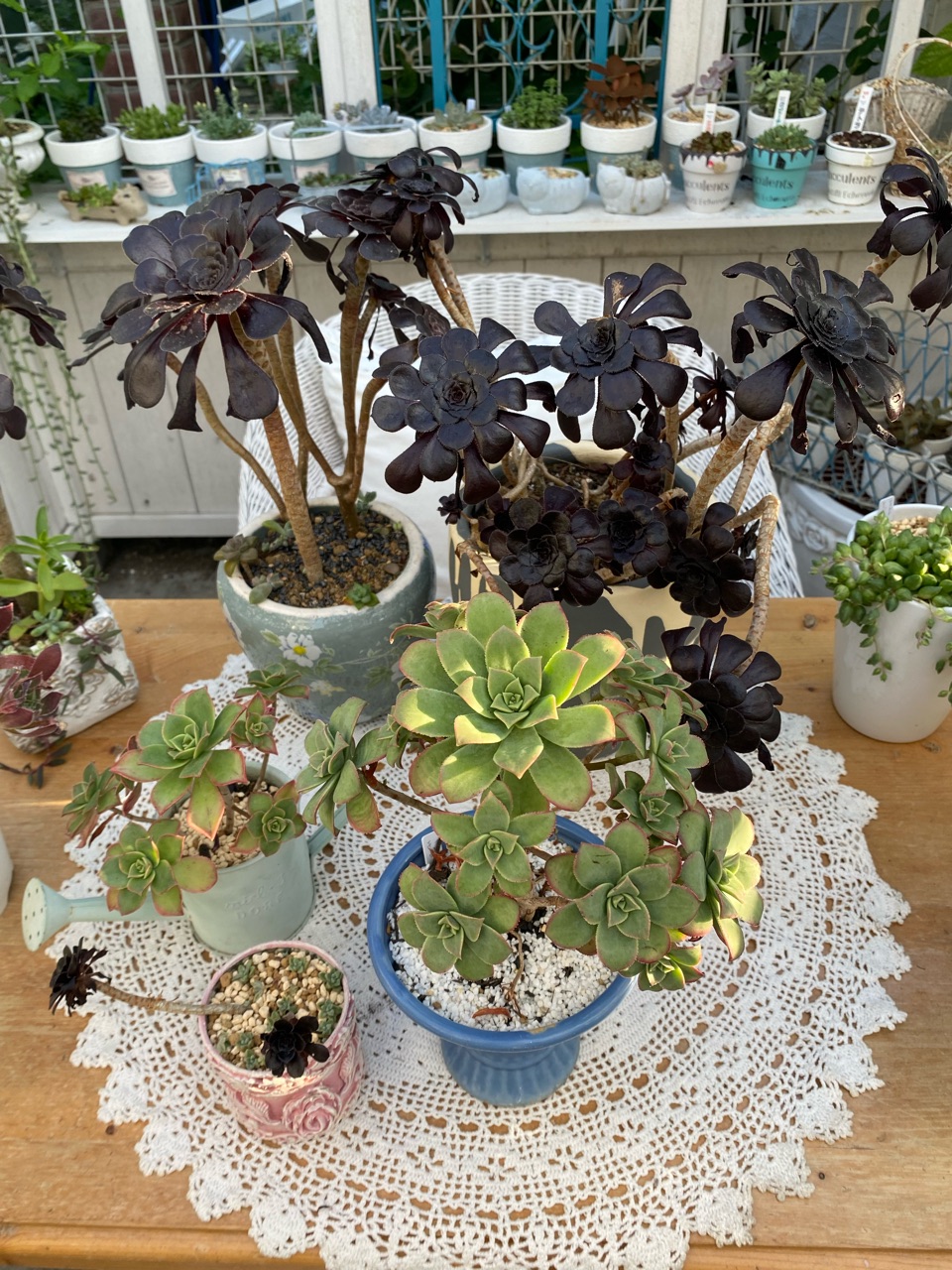 多肉植物アエオニウム属♡夕映え♡抜き苗