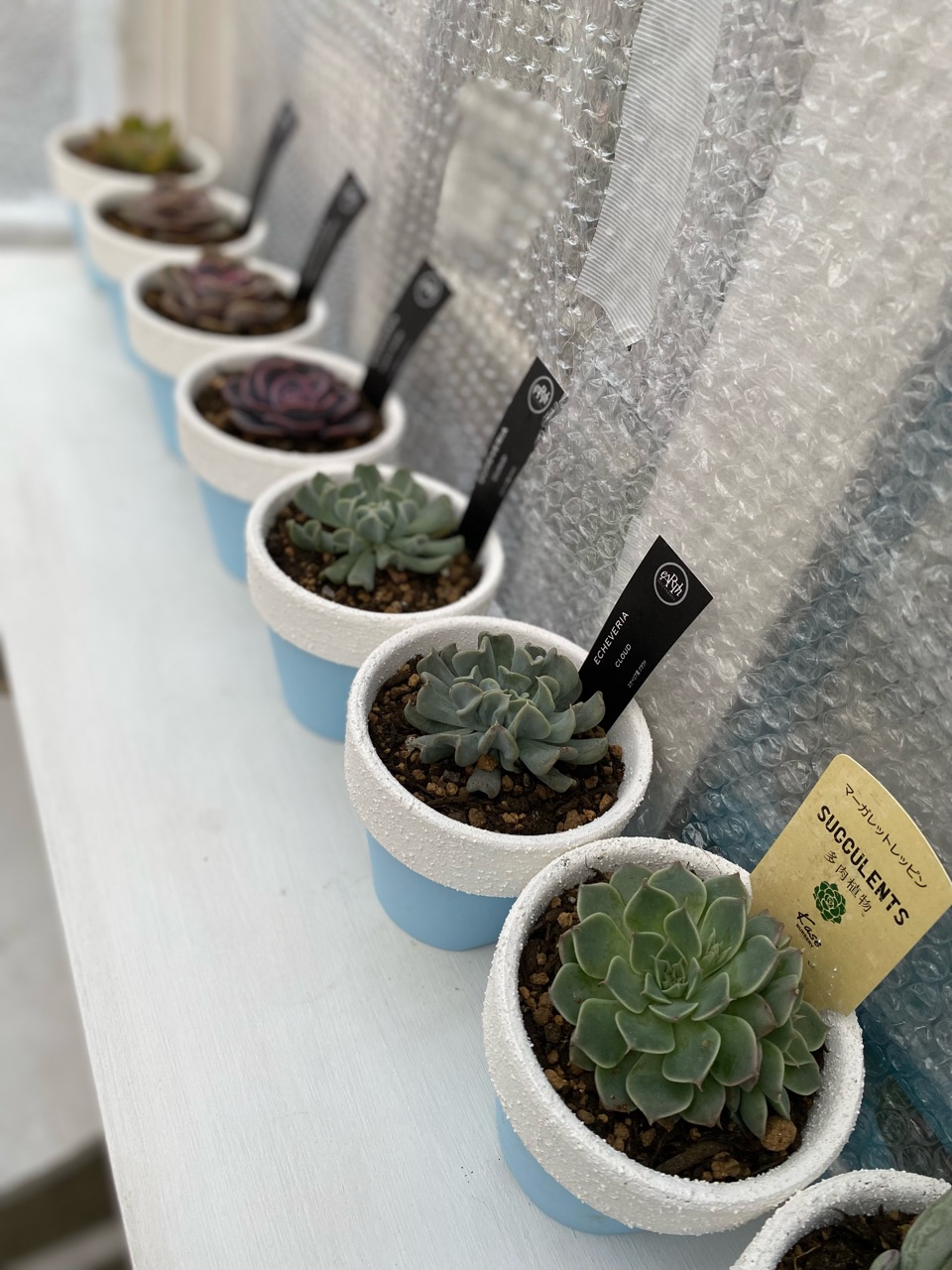 バラみたいな 多肉見惚れます のばらのガーデニングブログ Hana And Rose Garden Powered By ライブドアブログ