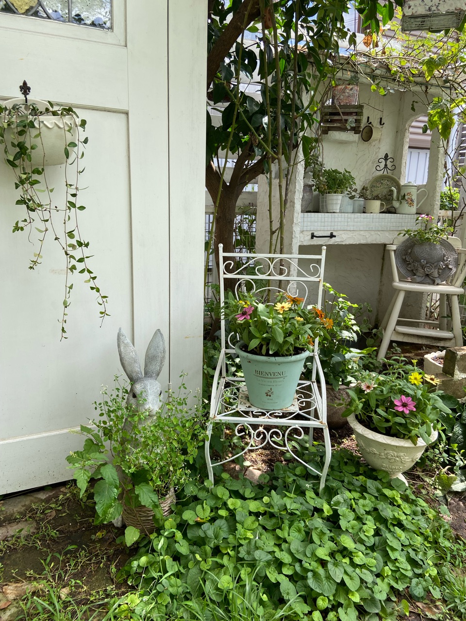 晩秋まで楽しめる花～98円カラフルジニアの寄せ植え～ : のばらのガーデニングブログ Hana and Rose Garden+ Powered by  ライブドアブログ