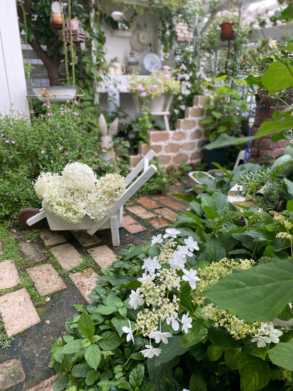 白い紫陽花どこに植えようかな～？来年をイメージして植える場所を決め 