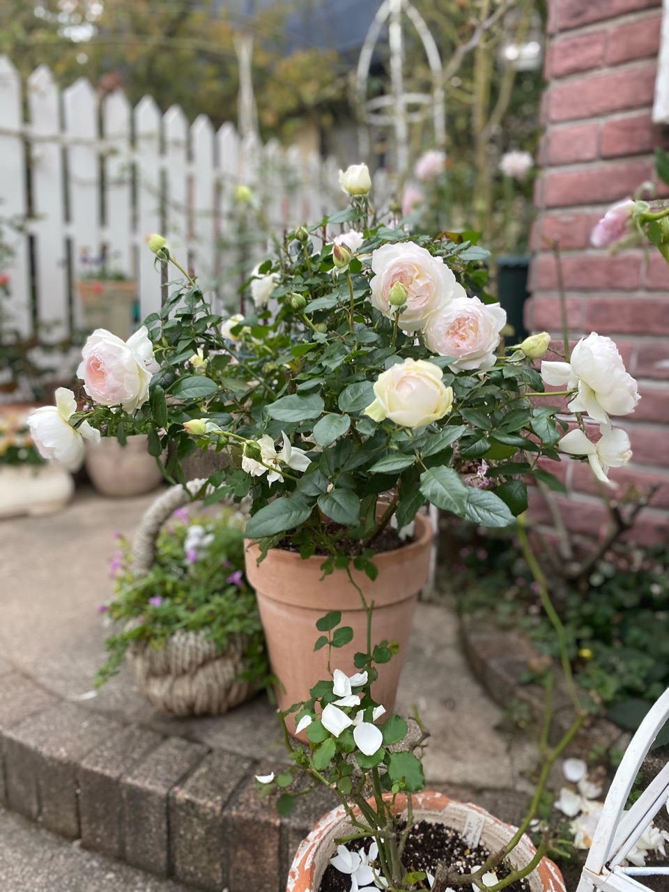 秋バラ ボレロ の可愛さ いおりの美しさ 宅配便にゃ のばらのガーデニングブログ Hana And Rose Garden Powered By ライブドアブログ