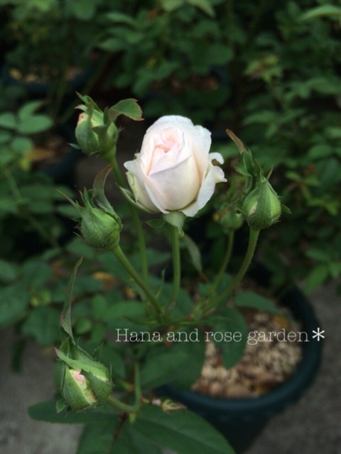 {8A703A1D-B377-45A0-8163-AA7EF2FB4ACC:01}