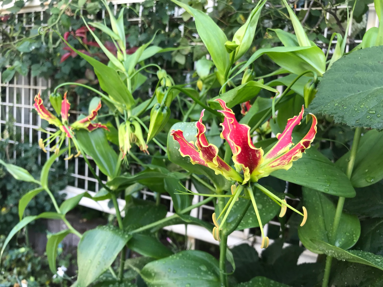 夏の花 グロリオサが咲きました バラ のばらのガーデニングブログ Hana And Rose Garden Powered By ライブドアブログ 夏の花 グロリオサが咲きました バラ のばらのガーデニングブログ Hana And Rose Garden Powered By ライブドアブログ