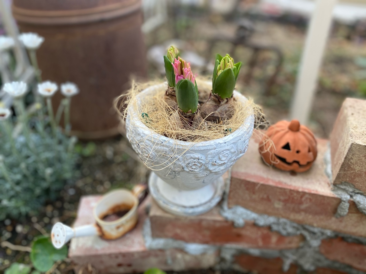 ペチュニア蕾がいっぱい(◎_◎;)&ヒヤシンスが色づいた : のばら