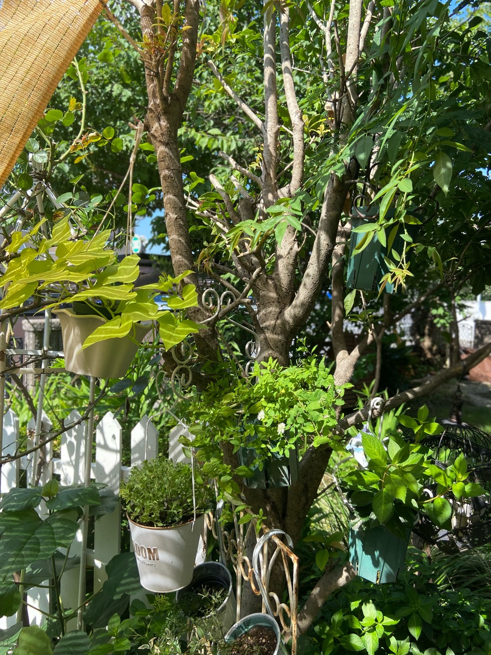 geardsae - blog Images High Quality Grahic *猛暑対策…毎日何かしら枯れる( ̄  ̄;) : のばらのガーデニングブログ Hana and Rose Garden+ Powered by ...