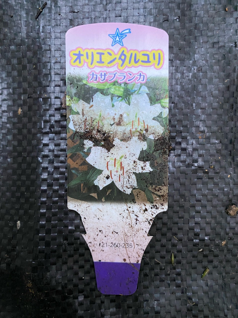 カサブランカとオリエンタルユリは違うの のばらのガーデニングブログ Hana And Rose Garden Powered By ライブドアブログ