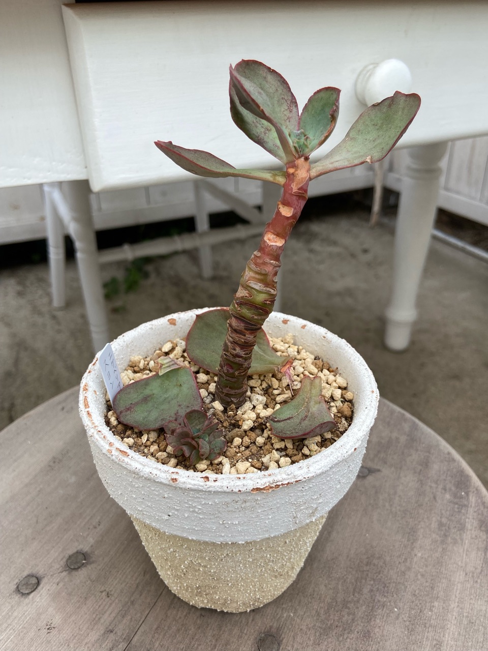 おまとめ！　39SALE！多肉植物^o^   スヨン おまとめ！ 39SALE！多肉植物^o^ スヨン