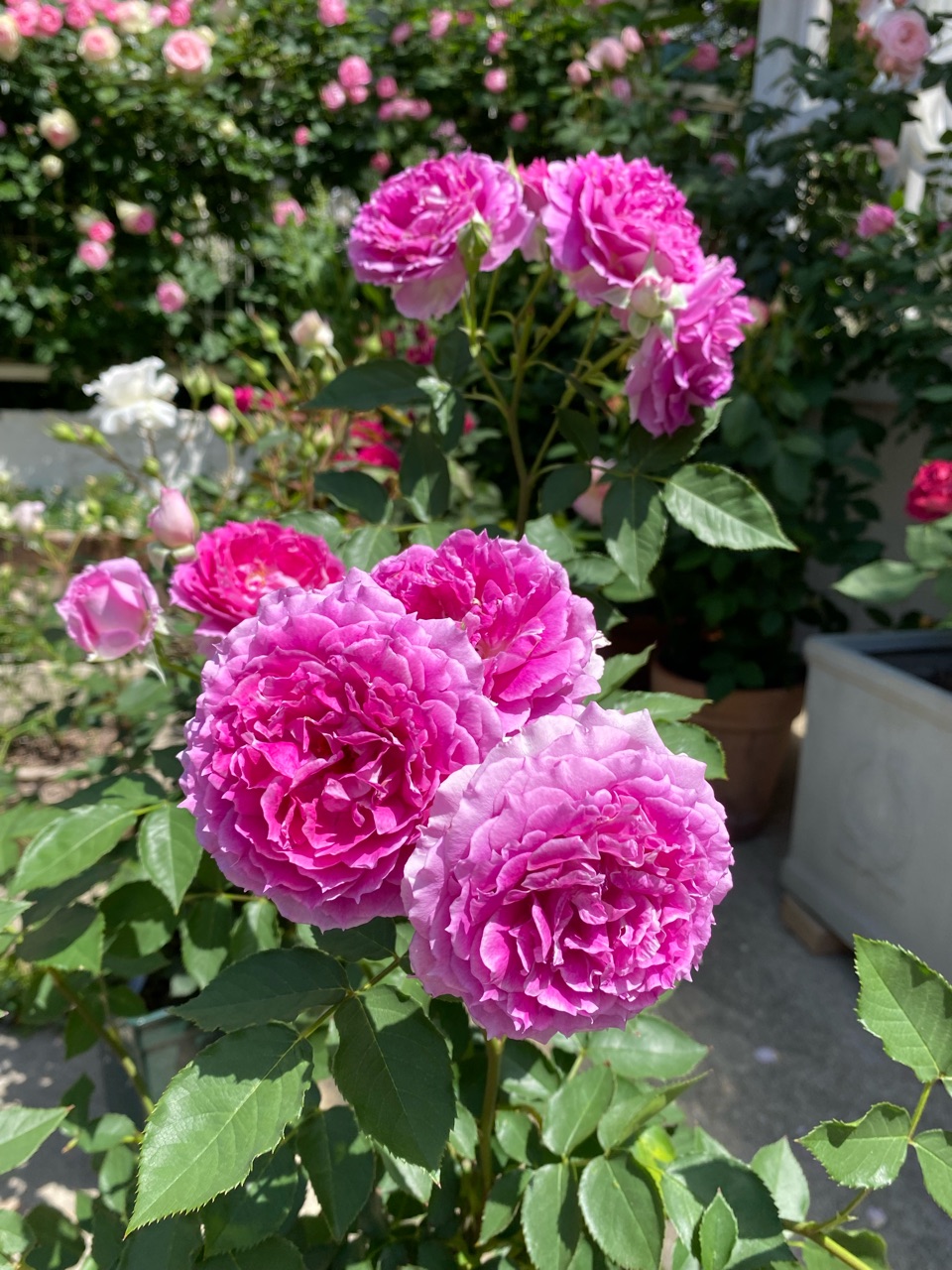 バラ 開ききるとダリアの花のよう 多弁なシェェラザード のばらのガーデニングブログ Hana And Rose Garden Powered By ライブドアブログ バラ 開ききるとダリアの花のよう 多弁なシェェラザード のばらのガーデニングブログ Hana And Rose Garden Powered By ライブドアブログ