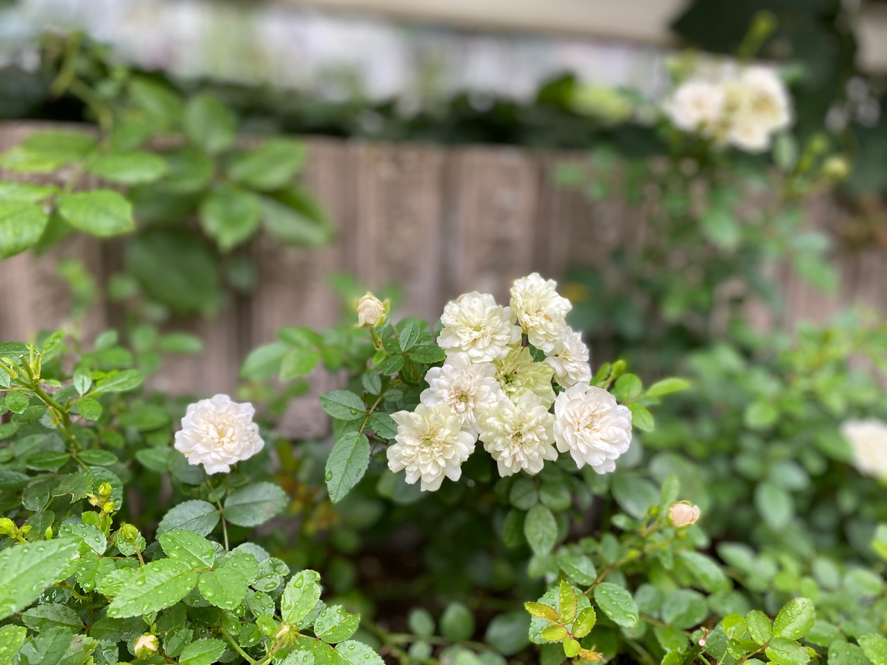 ミニ薔薇を切り戻して何度も沢山咲かせます のばらのガーデニングブログ Hana And Rose Garden Powered By ライブドアブログ