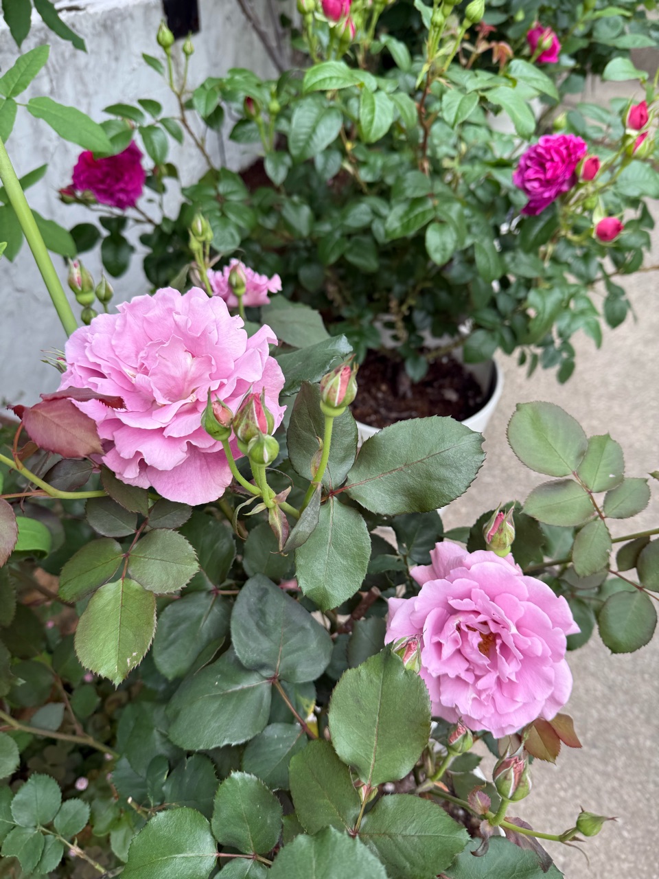 只今10種類のバラが開花宣言しました！ : のばらのガーデニング