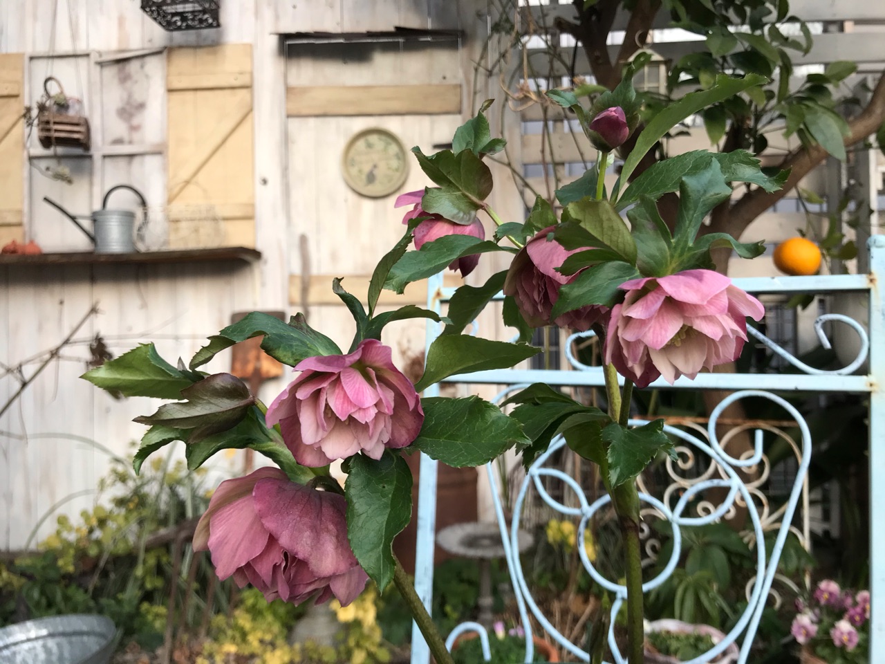 ふんわり可愛いピンクのクリスマスローズ こぼれ種 これはあの花 のばらのガーデニングブログ Hana And Rose Garden Powered By ライブドアブログ ふんわり可愛いピンクのクリスマスローズ こぼれ種 これはあの花 のばらのガーデニングブログ Hana And Rose Garden Powered By ライブドアブログ