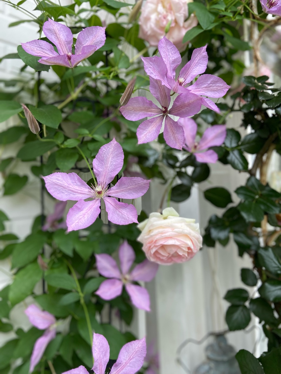 今年はバラとコラボが叶わなかったクレマチス＆紫陽花が待った無し