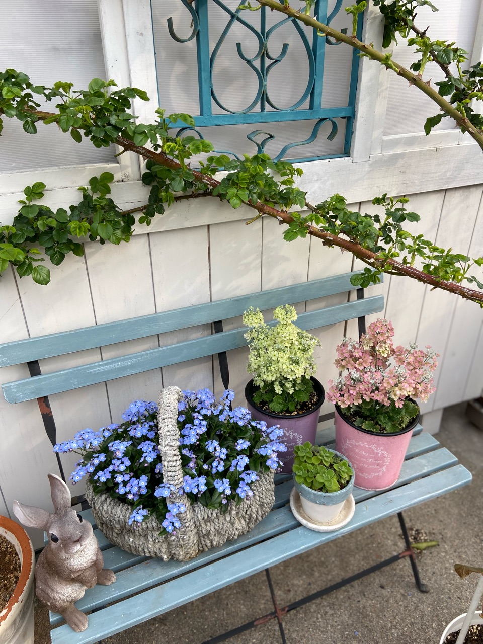 【使い勝手の良い】 春の花が一気に溢れて…ミオソティス、ラナンキュラスラックス その他