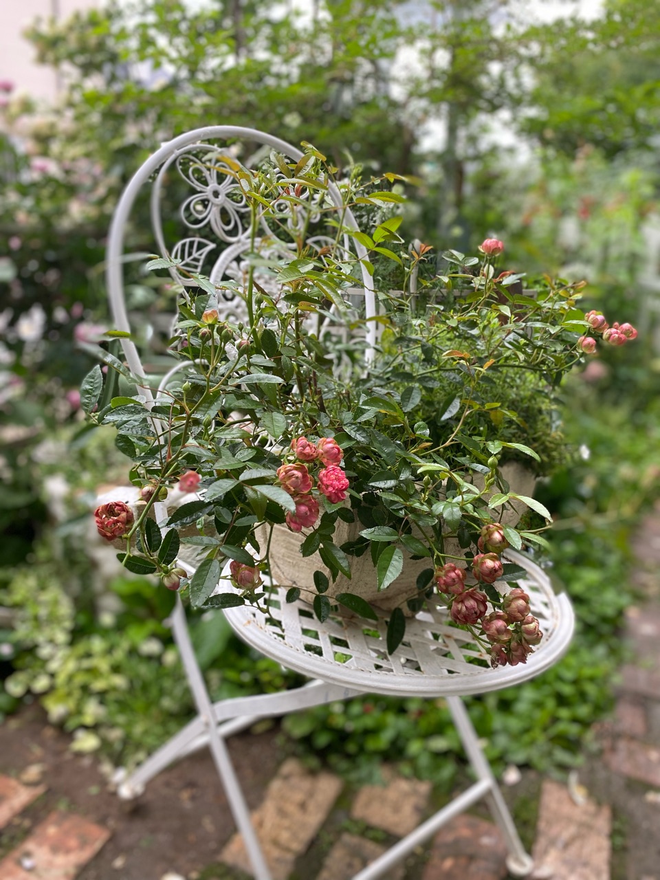 ミニバラ】挿木のミニバラ達〜コンキュサーレ、ラディッシュ、グリーン