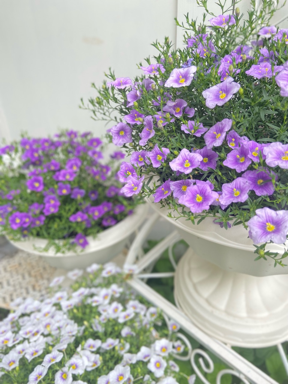 クードゥクール2番花と夏の花〜エキナセア＆ニーレンベルギア〜 : の