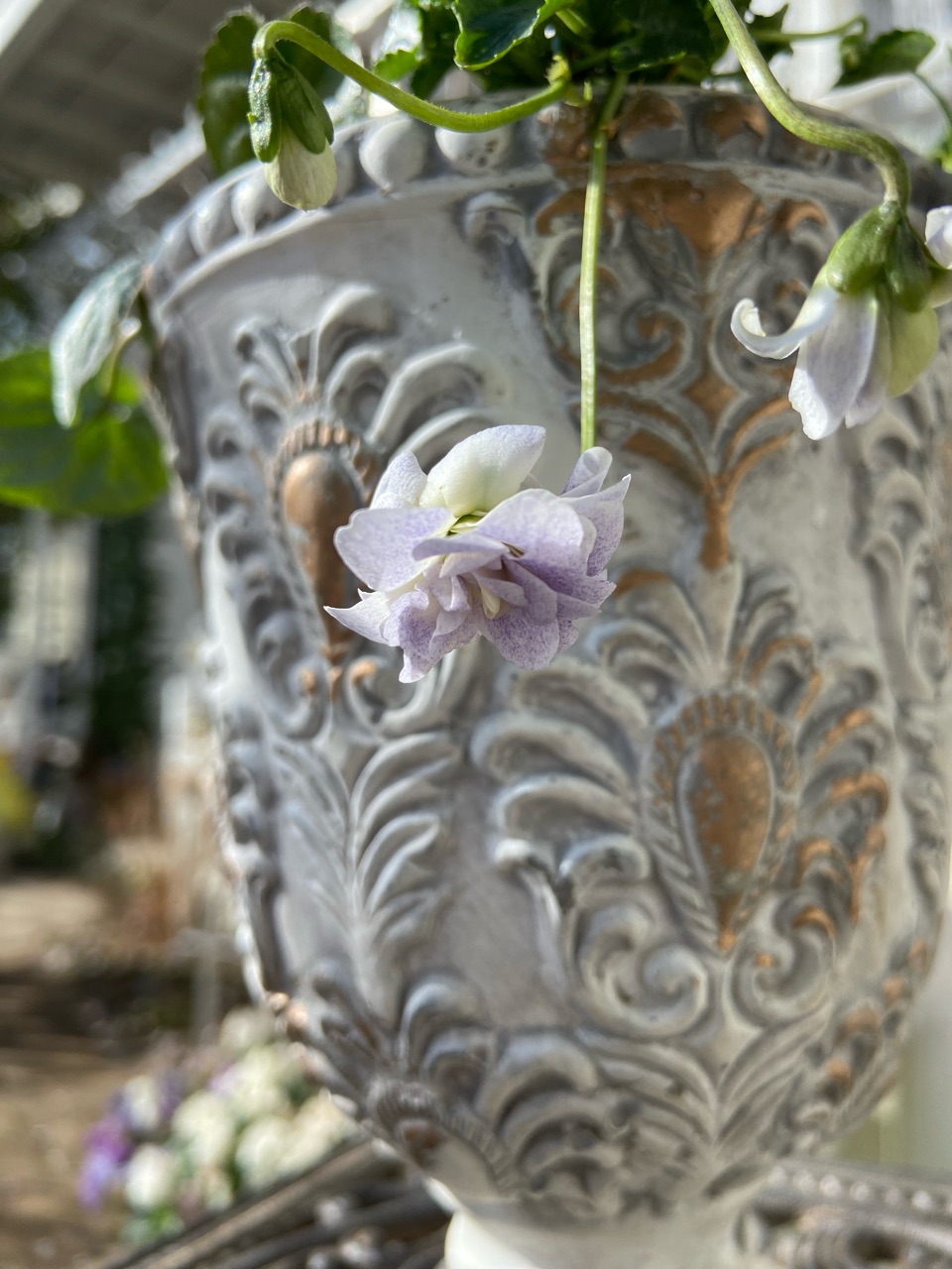 無農薬　パルマスミレ　香り良いスミレ♡かわいいお庭に〜 香りの良いスミレ「パルマスミレ」の新色とスミレの肥料について : の