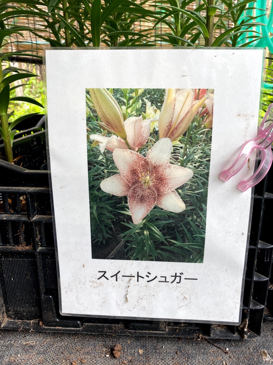 ユリ】鉄炮ユリとスカシユリの交配種〝スイートシュガー〟開花
